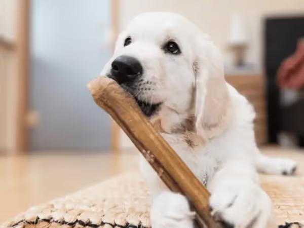 A dog chewing a dental treat, representing the best dental chews for dogs