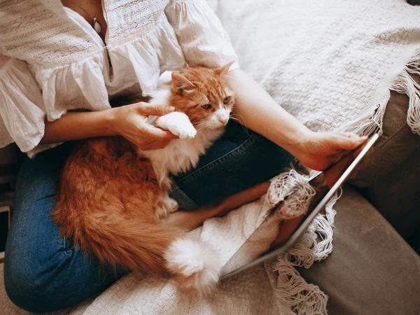A woman sitting with her cat looking at options for pet insurance for cats