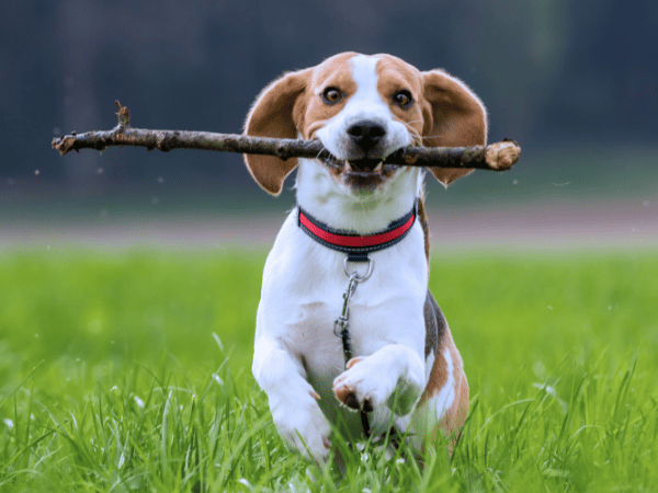 A happy dog engaging in an enriching activity which helps lessen the chances of stress which can lead to excessive dog shedding