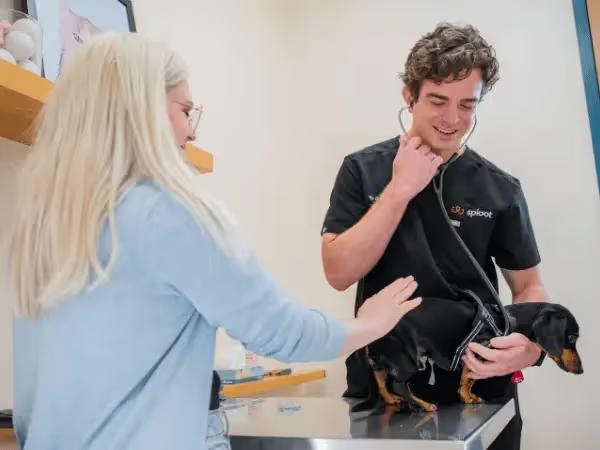 An ongoing dog wellness exam in Sploot Veterinary Care, Denver, CO wherein the Sploot Veterinarian is interviewing the dog’s pet parent
