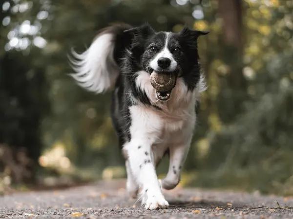 A senior dog with great mobility due to a regular intake of hip and joint supplements for dogs