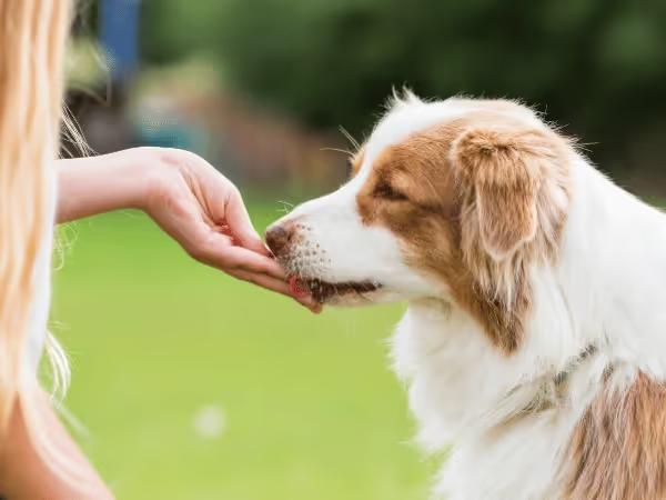 A dog eating a treat that is considered a safe food for dogs