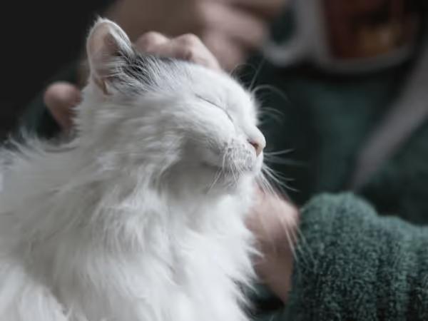 A cat getting pets from their cat parent, representing a strong bond that can form after following steps on how to bond with your cat