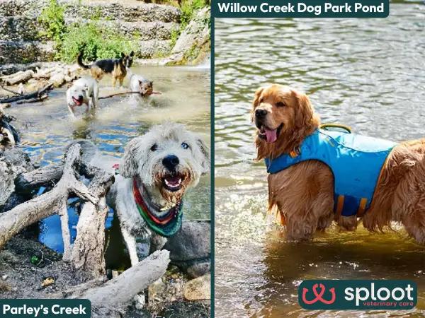 A collage of Parley’s Creek and Willow Creek Dog Park Pond, two swimming spots in Salt Lake City, Utah, or nearby