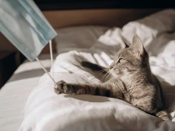 A cat touching a face mask, representing how bird flu in cats or the avian influenza h5n1 virus can transmit through respiratory droplets