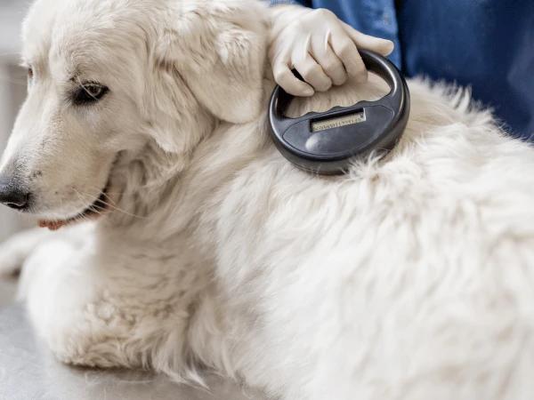 A dog getting their microchip scanned at a dog shelter