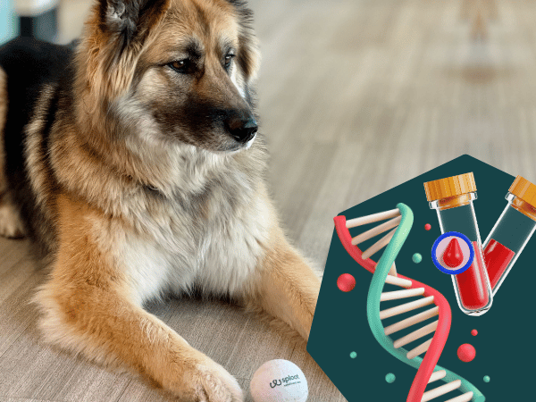A dog at Sploot Vets beside an image of a DNA helix, representing cfDNA testing for dogs available in Sploot’s vet clinics in Denver, Colorado Springs, Chicago