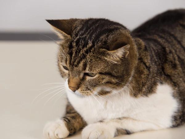 A cat being reclusive, one of the behavioral symptoms associated with cat broken leg, cat sprained leg,and other similar injuries