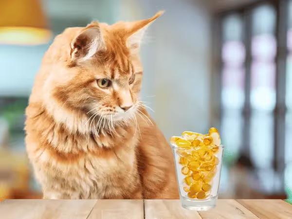 A cat sitting on a table looking at a glass of fish oil for cats or omega-3 for cats