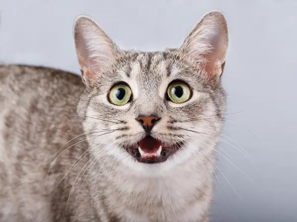 Close-up of a healthy cat that already got the feline leukemia virus vaccine to prevent FeLV in cats