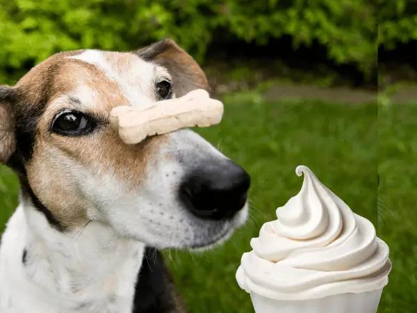 A dog balancing a dog biscuit next to a cup of whipped cream, representing what’s in a pup cup
