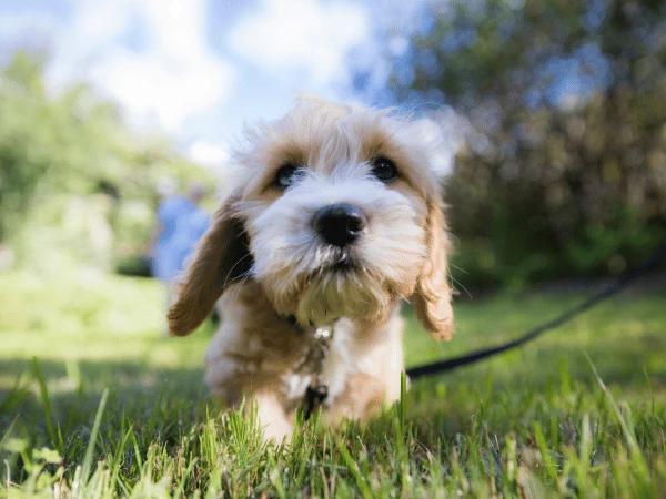 A puppy undergoing leash training for dogs