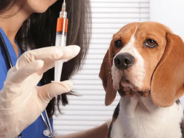 A close-up of a dog looking at a syringe, representing rabies shots for dogs and cats