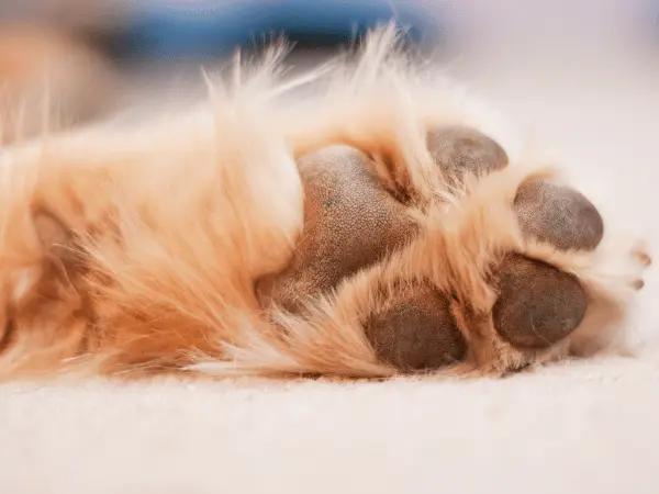 Close-up of a healthy dog paw which differs in appearance from burnt dog paws
