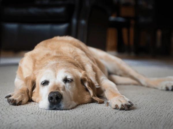 A photo of a dog laying on the floor to represent lethargy, one of the symptoms of whipworms in dogs