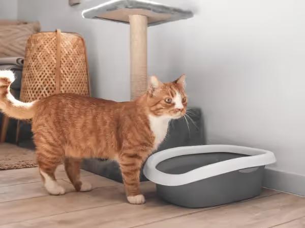 A cat standing outside of their litter box to represent cat peeing outside litter box