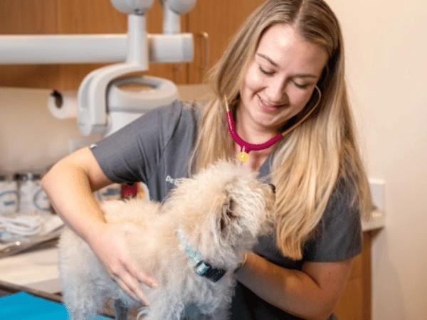 A dog getting a post-dental procedure checkup at Sploot Veterinary Care, a vet clinic in Denver and Chicago that offers dog dental care and cat dental care services