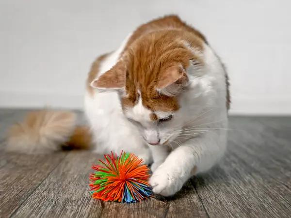 A photo of a cat playing, representing good health and an abortive FeLV infection that didn’t take hold, or one of the benefits of FeLV vaccine immunization to protect the cat’s health