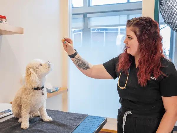 A dog brought to Sploot Vets for dog vaccine updates, part of ensuring spring safety for pets