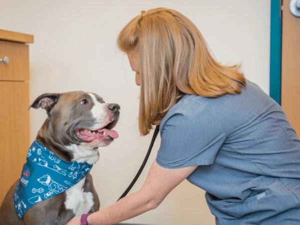 A dog getting a regular veteriinary checkup at Sploot Veterinary Clinic to help prevent canine pancreatitis