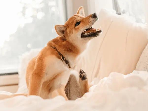 A dog scratching, one of the signs the dog has dry skin and may need a cure for dry skin in dogs