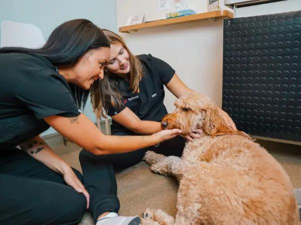 A dog brought to Sploot Vets, a vet clinic in Denver, Colorado Springs, and Chicago that treats dog vomiting and diarrhea, along with other health concerns