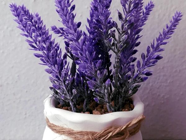 A photo of lavender plant, one of the toxic plants for cats