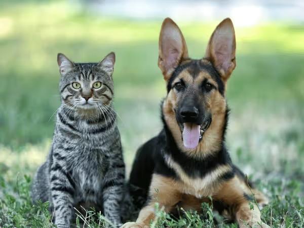 A dog and cat side by side to represent the most common causes of diarrhea in dogs and cats