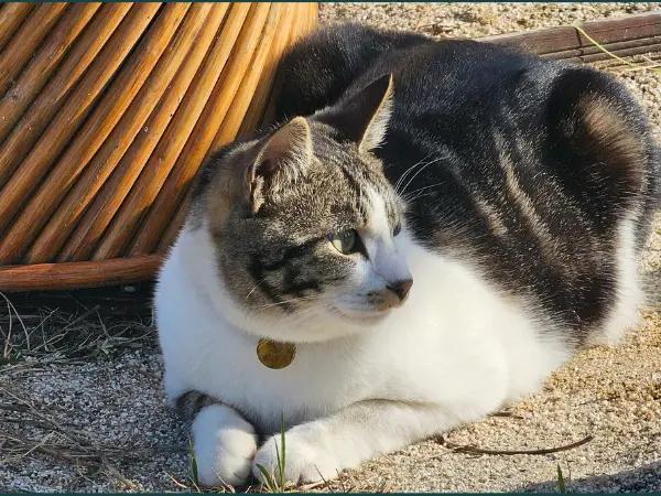 A cat resting, representing lethargy in cats
