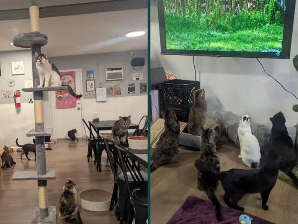 Photos of Fawn's Family Cat Rescue & Lounge, a cat lounge in Bountiful, near Salt Lake City with adoptable cats