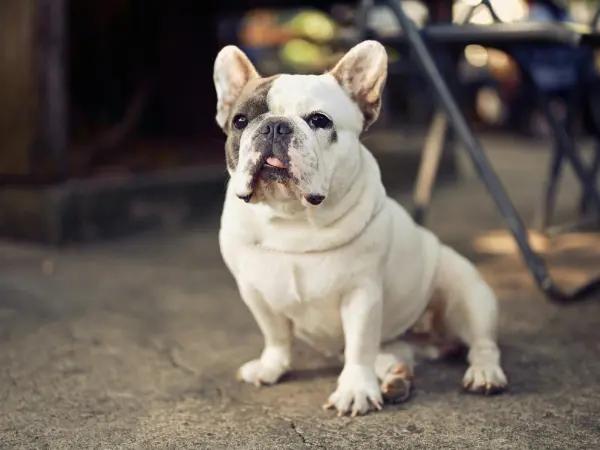 A photo of a dog breed with skin folds, which is more prone to intertrigo or heat rash on a dog’s skin