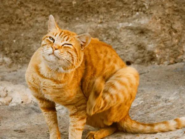 A cat scratching himself to represent fleas and ticks during autumn, necessitating preventatives as an autumn pet safety tip