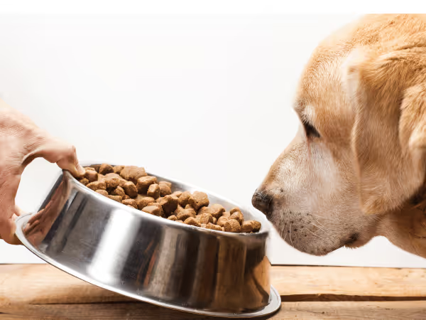 A picky eater dog sniffing their food and refusing to eat