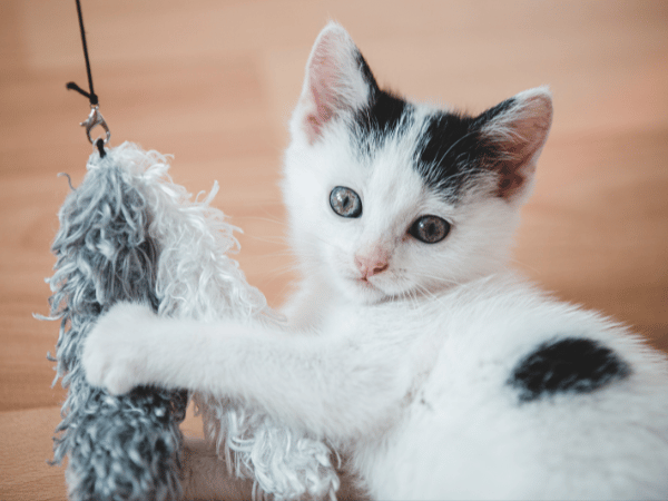 A kitten playing, representing the joys of adopting a kitten from a kitten rescue in Denver