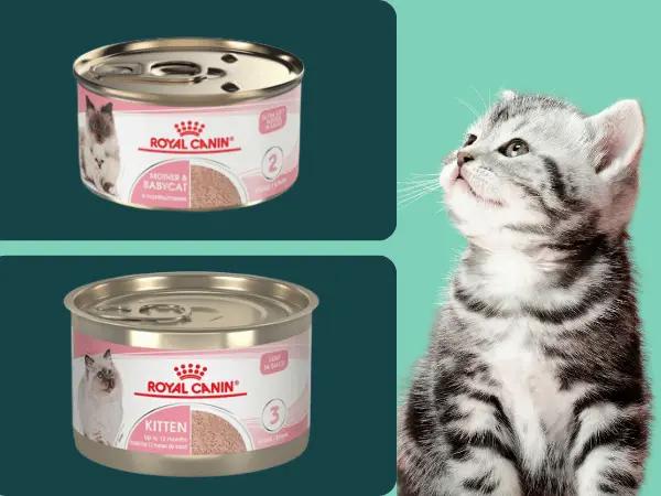 An example of some of the best kitten wet foods by Royal Canin with stage 2 and stage 3 indications