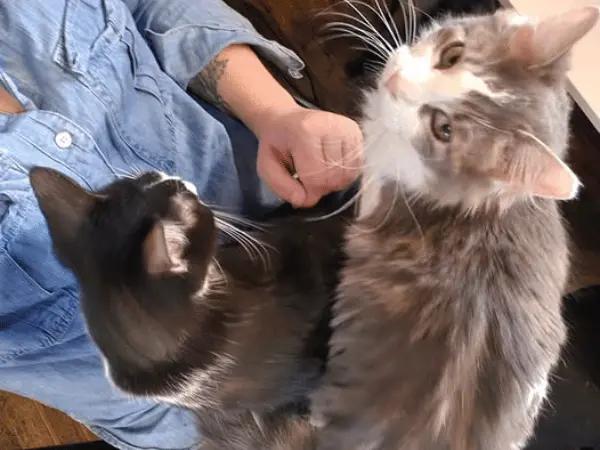 Cat adoptions in The Biscuit Factory Cat Lounge, a cat cafe in Colorado Springs