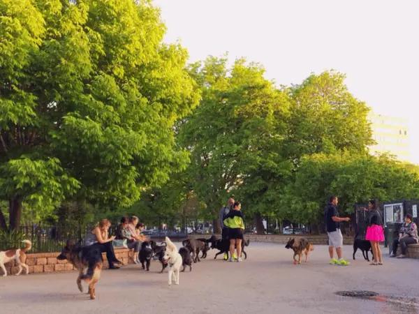 Snap shot of Puptown Dog Park, one of the best dog parks in Chicago