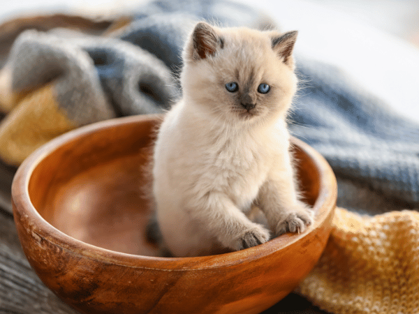 A kitten in a bowl, representing the best kitten treats that pet parents can safely give
