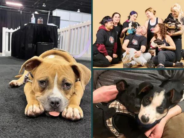 Photos of the team and puppies for adoption from Chicago Canine Rescue, a puppy rescue shelter in Chicago, Illinois