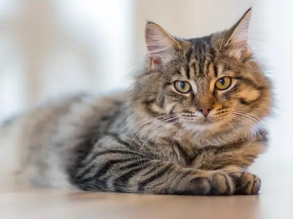 A cat resting after vomiting, needing a visit to the veterinarian