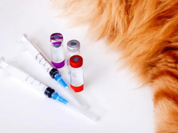 Closeup of vials to represent cat vaccines including the FVRCP vaccine for cats