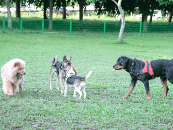 A photo showing different dog breeds which have different dog shedding patterns
