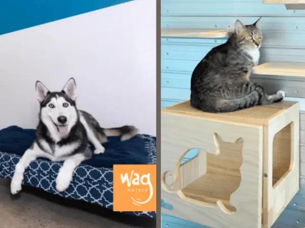 Side-by-side photos of dog boarding and cat boarding establishments in Denver and Chicago for Thanksgiving