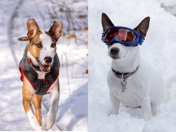 Side-by-side photos of a dog wearing a winter jacket and a dog wearing goggles, two very important accessories when hiking with dogs