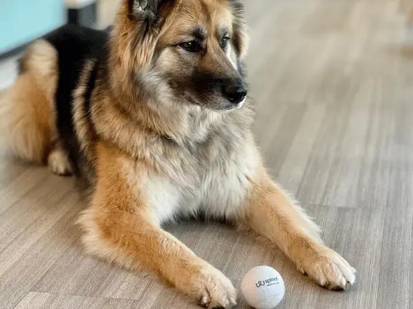 A photo of a German Shepherd getting personalized German Shepherd care at Sploot Vets in Denver, Colorado Springs, and Chicago