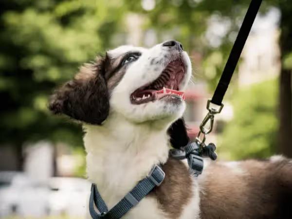A dog going on a walk, representing the importance of maintaining an active microchip, especially for pets that had the save this life microchip
