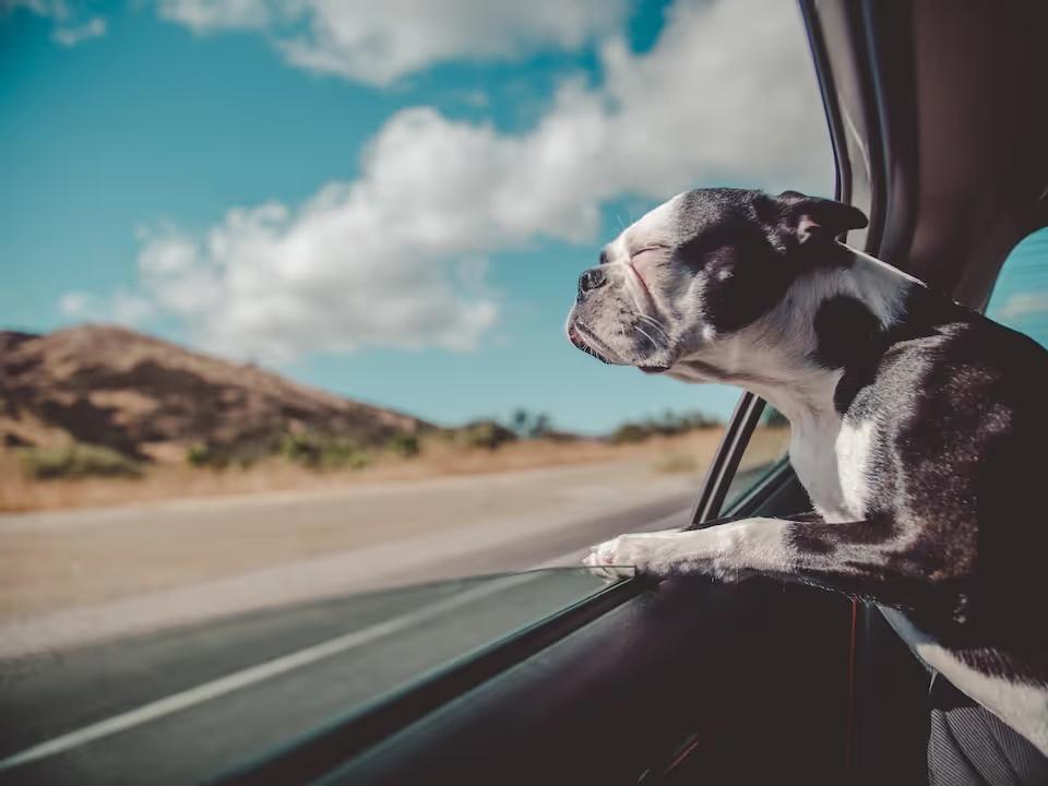 A Boston Terrier with its head outside of a moving car in the wind on a highway in Colorado