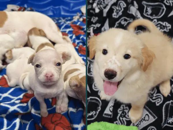 Puppies for adoption from PAWS Chicago, a puppy rescue in Chicago, Illinois