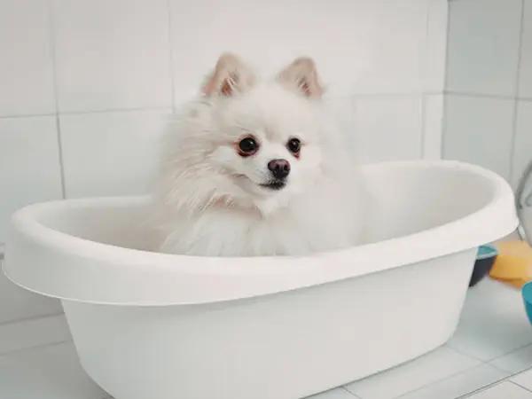 A dog having a bath in a separate basin using medicated dog-friendly shampoo as part of treatment for dog ringworm