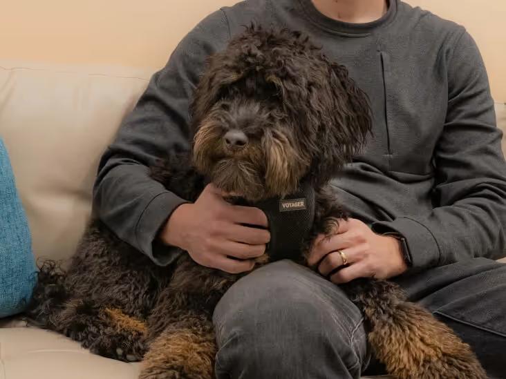 A fluffy dog sitting on a couch next to its owner, waiting for spaying or neutering procedure